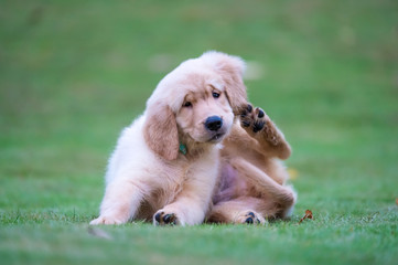Cute Golden Retriever puppy