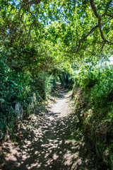 Fototapeta na wymiar beautiful path with green foliage and summer shadows for future