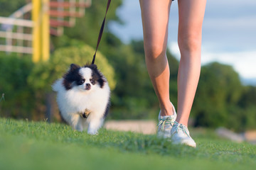 Naklejka na ściany i meble puppy dog jogging excercise with woman on the green grass field