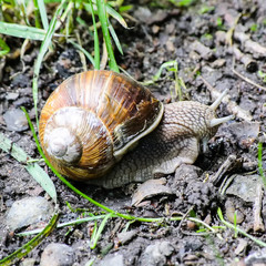 Weinbergschnecke