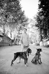 Man with two dogs pit bull terrier on a walk.