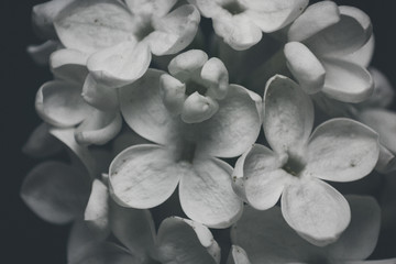 Lily flower. white lily flower background. macro photography of flower.white wallpaper of lily flower petal