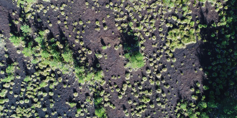 peat bog in the national park Sumava Europe