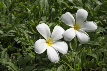 Fototapeta na wymiar Leelawadee white flower