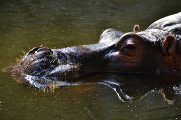 Fototapeta premium カバ