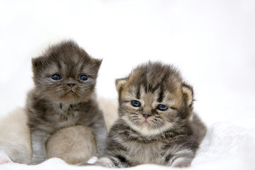 Cute Persian cat kitten on the bed