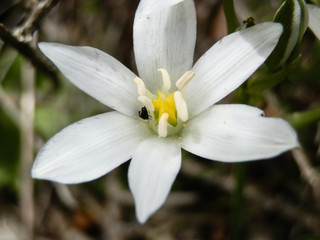 Soft meadow white flower in Turkey mountains