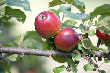 Apfel Baum mit reifen Äpfeln