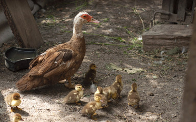 Duck with her Ducklings in village