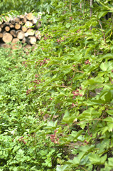 Blackberry plant in garden
