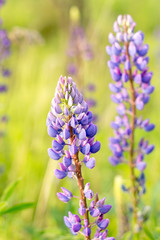 Inflorescence of lupine close-up. The background is blurred.