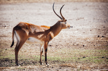 Antilope cobe lechwe