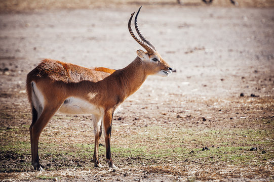Antilope cobe lechwe
