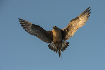 Arctic Skua in flight.