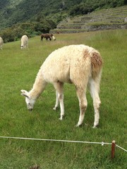 Llama Eating Grass in Machu Pichu