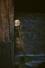 Dandelion lying on wooden bench © finwal89