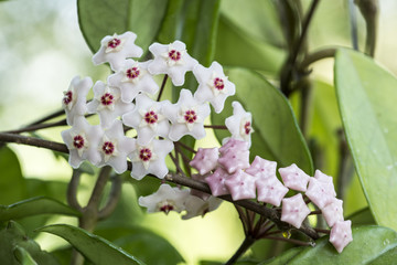 Hoya carnosa, the porcelainflower or wax plant, is an Asclepiad species in the dogbane family.It is...