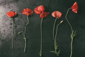 Papier Peint photo Coquelicots Blossom wild red poppy flowers over dark metal background. Top view with copy space