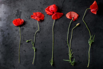 Blossom wild red poppy flowers over dark metal background. Top view with copy space