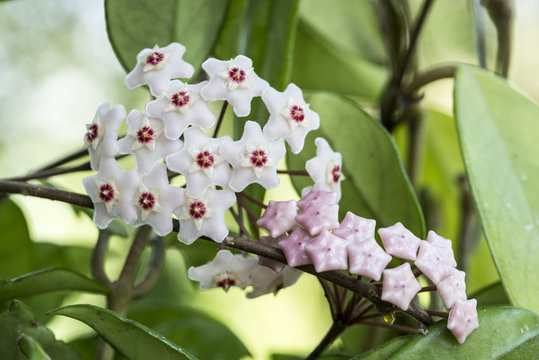 Hoya carnosa, the porcelainflower or wax plant, is an Asclepiad species in the dogbane family.It is one of the many species of Hoya that are native to Eastern Asia and Australia. 