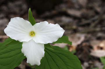 Single white trillium flower on dark background