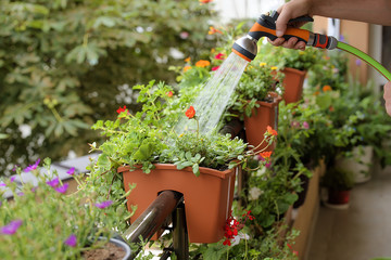 Growing flowers urban balcony. Man floating flowers with a hose. Pots of flowers - Pelargonium...