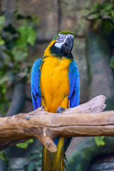 Beautiful parrot macaw