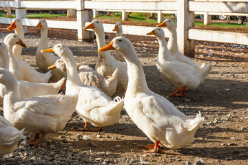 Group of white duck walking.