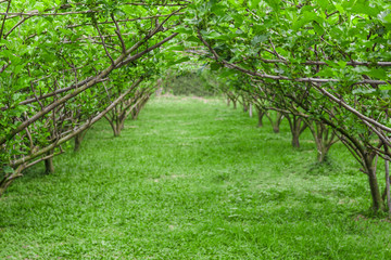 Tunnel of mulberry tree.