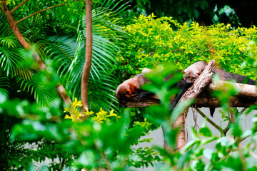 Two tayras rest on a branch in a zoo