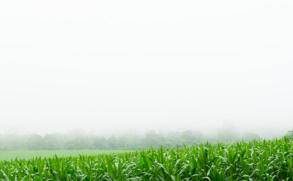 Corn field in rainy season,on white sky