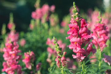 Pink snapdragon flower in garden
