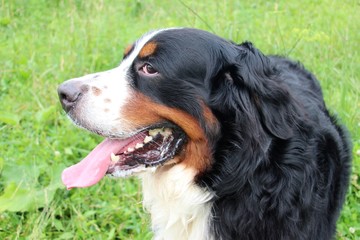 Great dog - Bernese mountain Dog! 