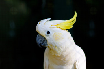 Cockatoos, portrait, close-up.