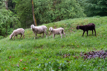 Obraz na płótnie Canvas Sheep Grazing In German Country Side