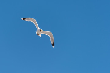 Schreiende Möwe fliegend