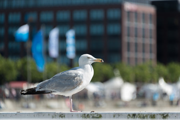 Möwe im kieler Hafen