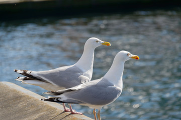 Mövepaar wartet auf Futter