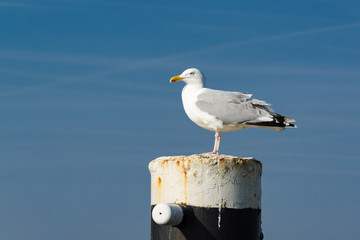 Möwe auf Poller wartet auf Futter