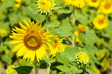 Beautiful landscape with sunflower field