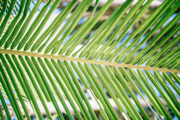 Close up of palm leave as background