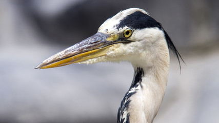Heron