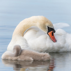 Mute swan
