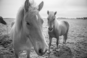 Icelandic Horses in Black And White