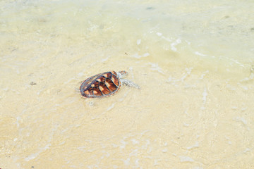 turtle release Into sea