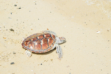 turtle release Into sea