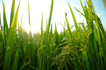 Field of green rice
