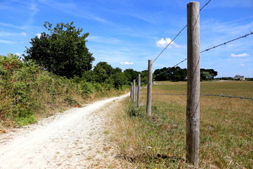 Fototapeta premium Walking along a field on a sunny day in brittany