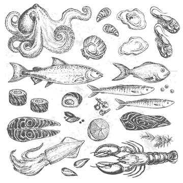 Octopus, squid, salmon, mussels, oysters, shrimps, lobster, fish. Hand drawn set seafood on a white background