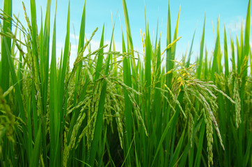 Field of green rice2